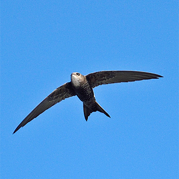 Pacific Swift