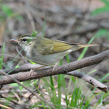 Pale-legged Leaf Warbler