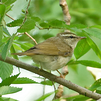 Pale-legged Leaf Warbler