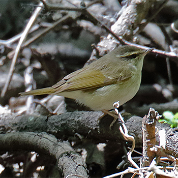 Pale-legged Leaf Warbler