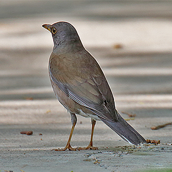 Pale Thrush