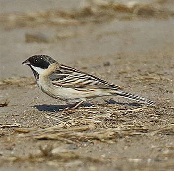 Pallas's Bunting