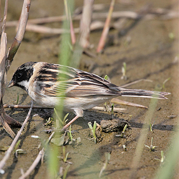 Pallas's Bunting