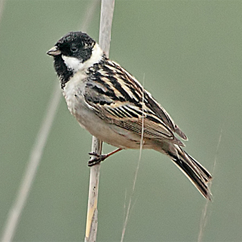 Pallas's Bunting