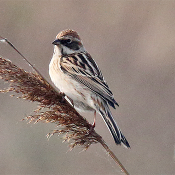 Pallas's Bunting