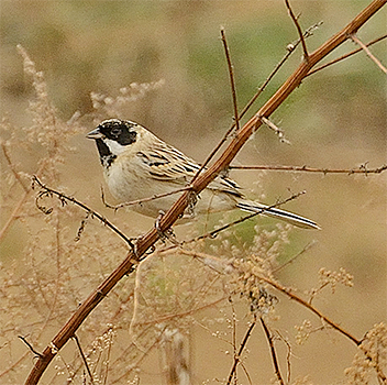 Pallas's Bunting