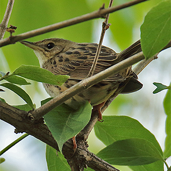 Pallas's Grasshopper Warbler