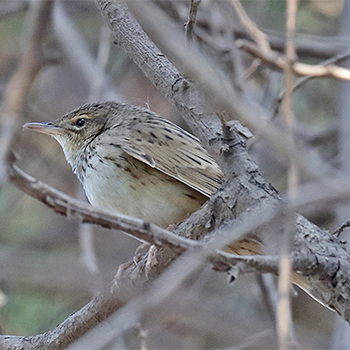 Pallas's Grasshopper Warbler