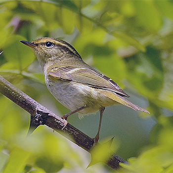 Pallas's Leaf Warbler