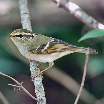 Pallas's Leaf Warbler