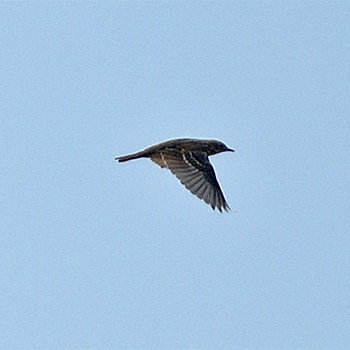 Pechora Pipit