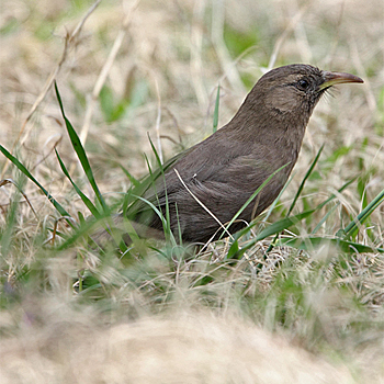 Pere David's Laughingthrush