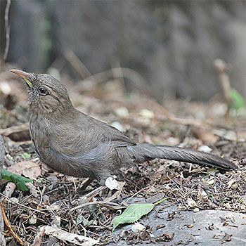 Pere David's Laughingthrush
