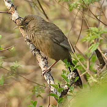 Pere David's Laughingthrush