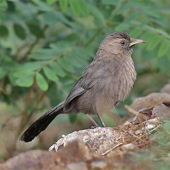 Pere David's Laughingthrush