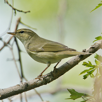 Radde's Warbler