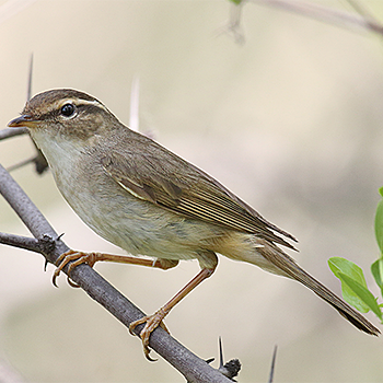 Radde's Warbler