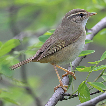 Radde's Warbler