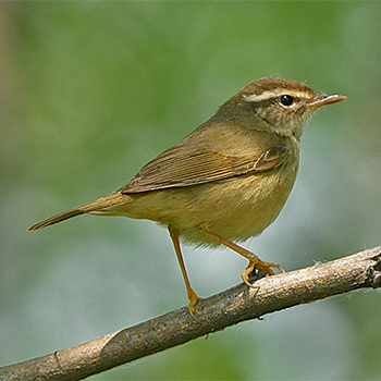 Radde's Warbler