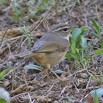 Radde's Warbler