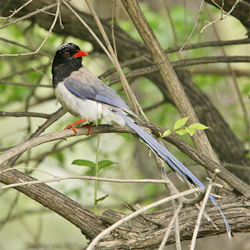 Red-billed Blue-magpie