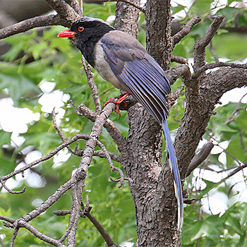 Red-billed Blue-magpie