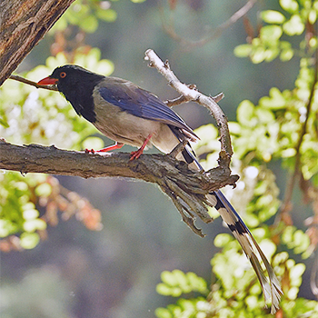 Red-billed Blue-magpie