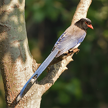 Red-billed Blue-magpie