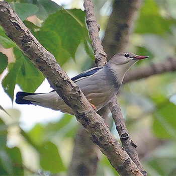 Red-billed Starling