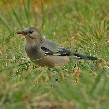 Red-billed Starling