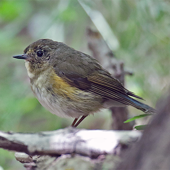 Red-flanked Bluetail