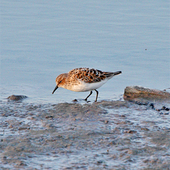 Red-necked Stint