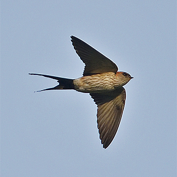 Red-rumped Swallow