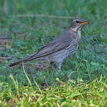 Red-throated Thrush