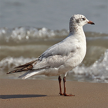 Relict Gull