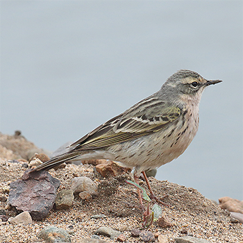 Rosy Pipit