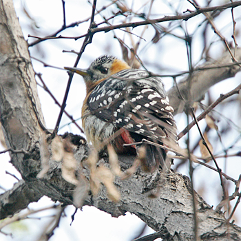 Rufous-bellied Woodpecker