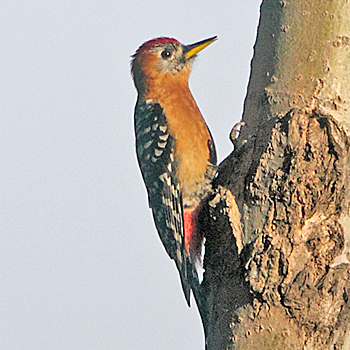 Rufous-bellied Woodpecker