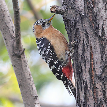Rufous-bellied Woodpecker