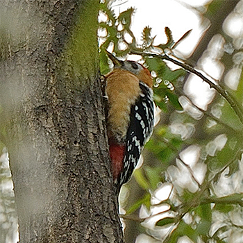 Rufous-bellied Woodpecker
