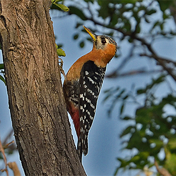 Rufous-bellied Woodpecker
