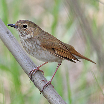 Rufous-tailed Robin