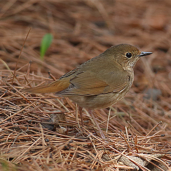 Rufous-tailed Robin
