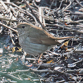 Rufous-tailed Robin