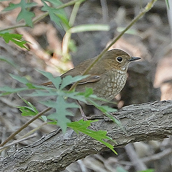 Rufous-tailed Robin