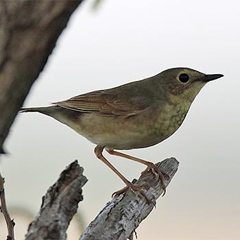 Rufous-tailed Robin