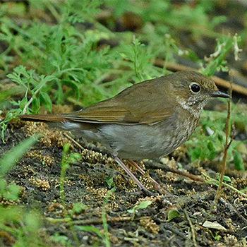 Rufous-tailed Robin