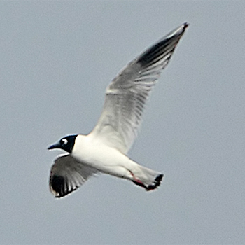 Saunders's Gull