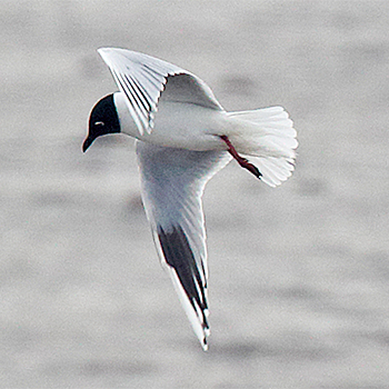 Saunders's Gull