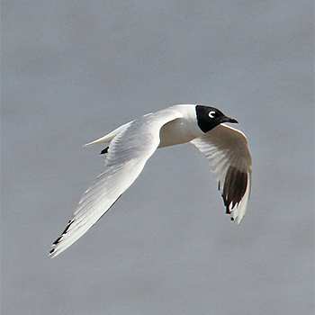 Saunders's Gull